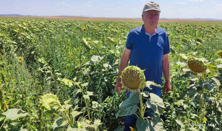 Eskişehirde devlet destekli ayçiçeği üretiminden çok yüksek verim bekleniyor