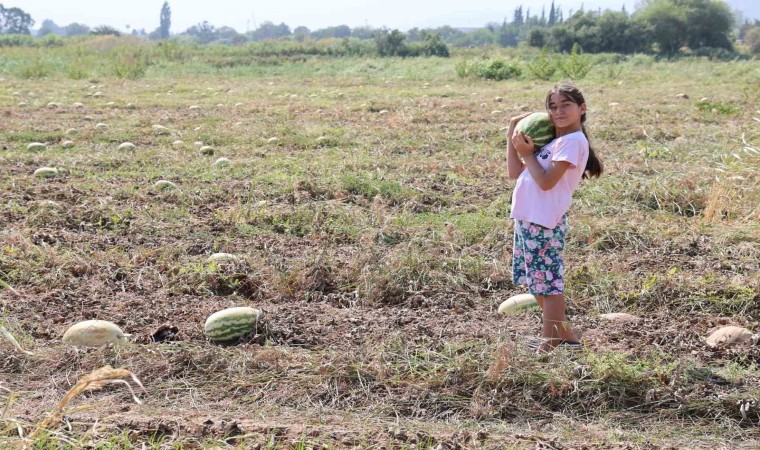 Fiyatlar düşünce karpuz tarlada kaldı