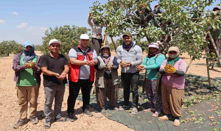 Gaziantepte baklavalık boz Antep fıstığı hasadı başladı