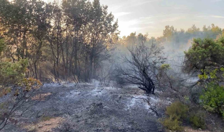 Gebzede ormanlık alanda yangın çıktı