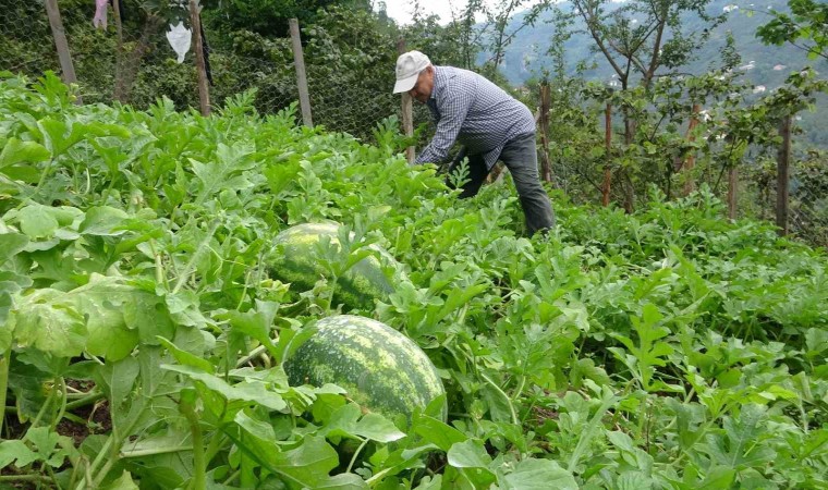 Giresunda fındık üreticisi Adana karpuzu yetiştiriciliğine başladı