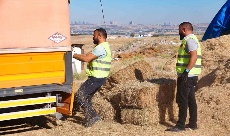 Gölbaşı Belediyesinden çiftçiye bin adet saman balyası