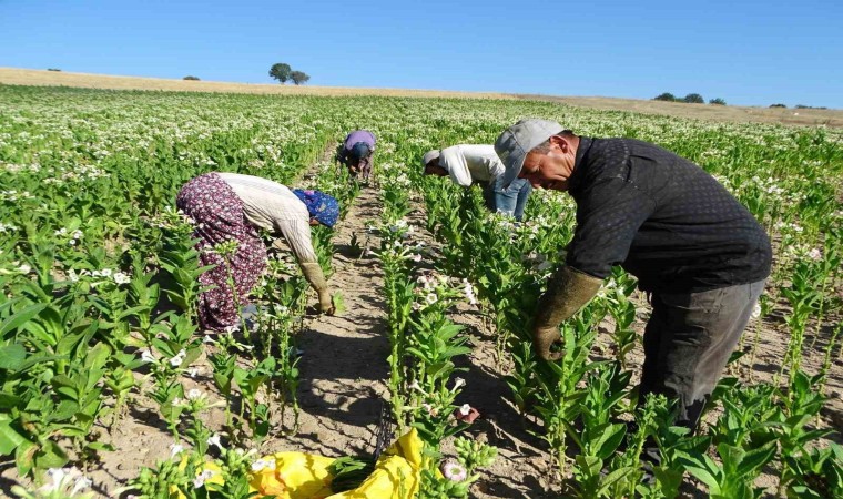 Hisarcıkta tütün ekimi azaldı