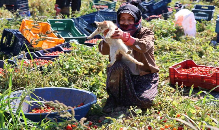 İşe bile kedisiyle geliyor