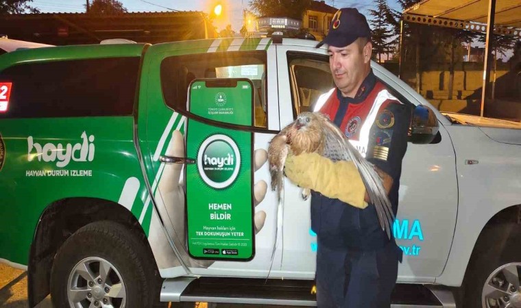 Jandarmanın bulduğu yaralı şahin tedaviye alındı