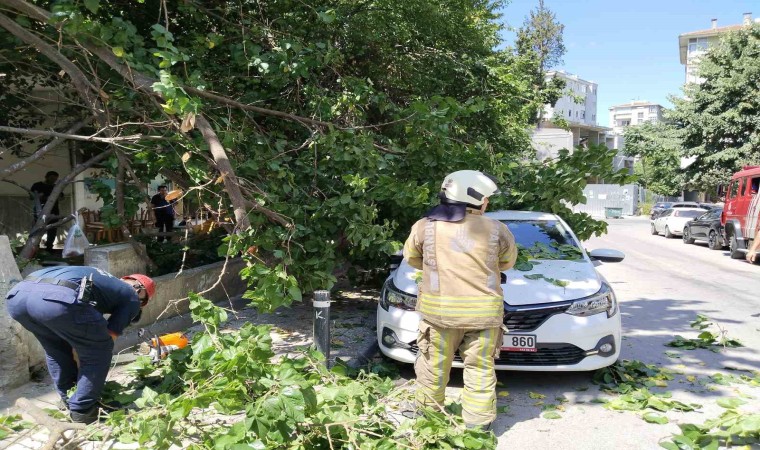 Kadıköyde güneşten çürüyen ağaç otomobilin üzerine devrildi