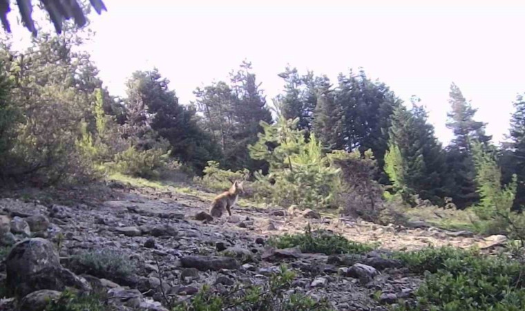 Karabükte yaban hayvanlar fotokapana yakalandı