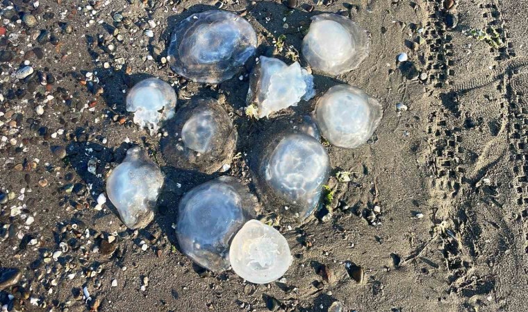 Karadenizdeki yeni tehlike: Rhizostoma türü denizanası