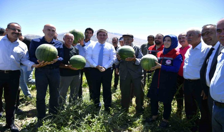 Karamanda karpuz hasadı başladı