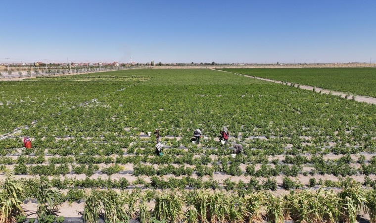 Karatayda ata tohumu ürünleri hasadı başladı