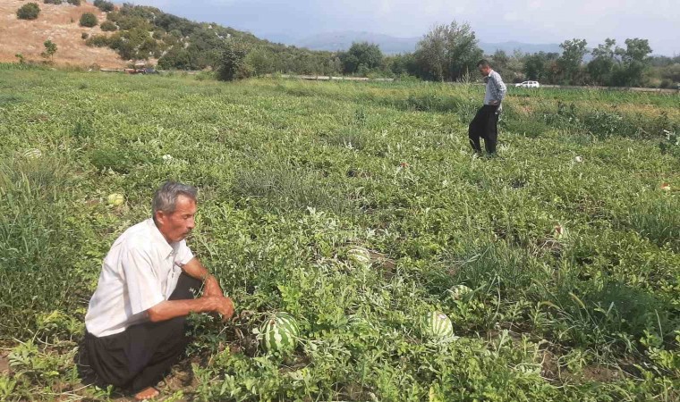 Karpuz tarlasını hasat etmeye giden çiftçiye ‘Karga şoku