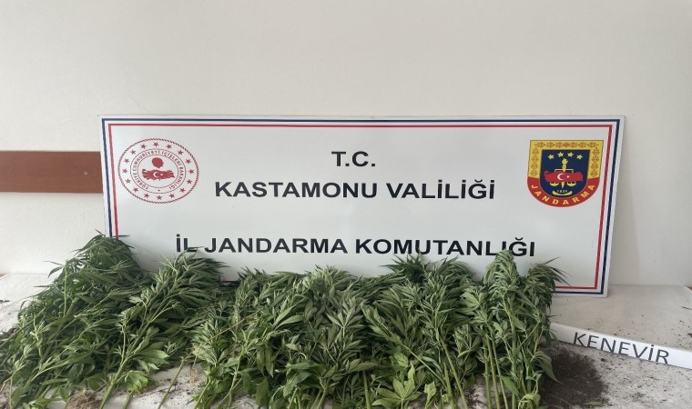 Kastamonuda 132 kök kenevir ele geçirildi: 1 gözaltı