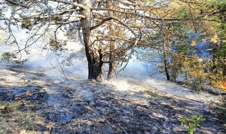 Kastamonuda çıkan orman yangını büyümeden söndürüldü