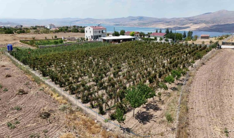 Kayserililer böğürtleni dalında yiyor