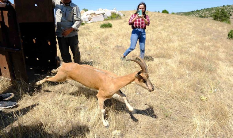 Kazankaya Kanyonuna 5 dağ keçisi bırakıldı