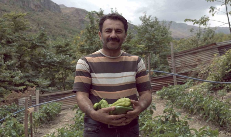 Kemaliyede kapya biberi yetiştirilmeye başlandı