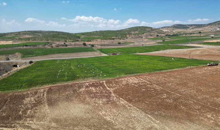 Kiliste en acı hasat başladı