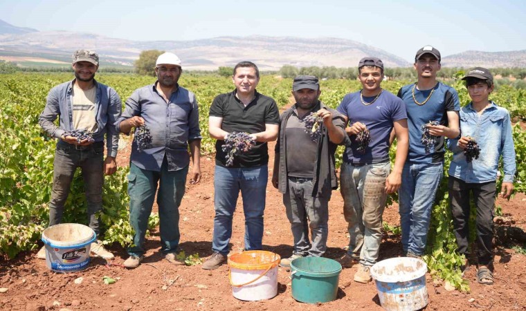 Kiliste sınırın sıfır noktasında üzüm hasadı başladı