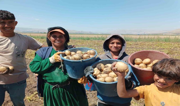 Kışlık agria cinci patateste hasat başladı