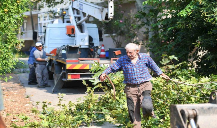 Konyaaltında tehlike oluşturan ağaçlar budanıyor