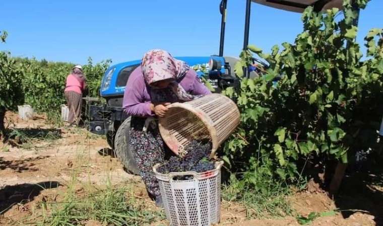 Küresel ısınma Denizlide üzüm hasadını erken başlattı