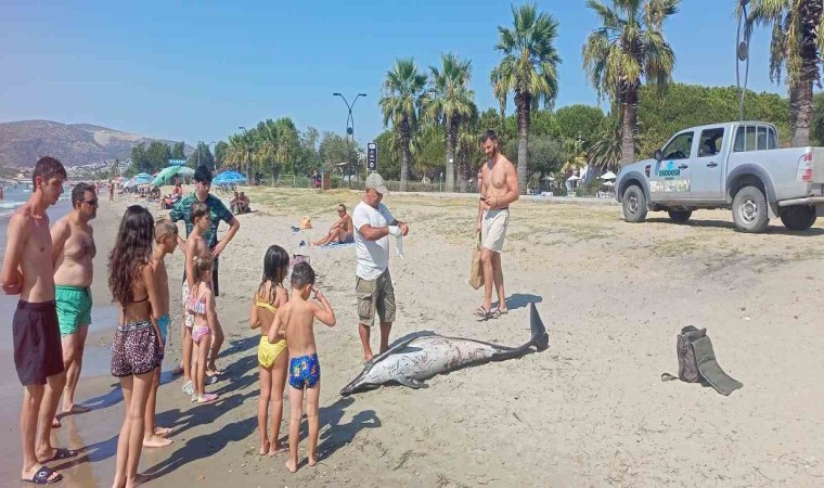 Kuşadasında ölü yunus sahile vurdu