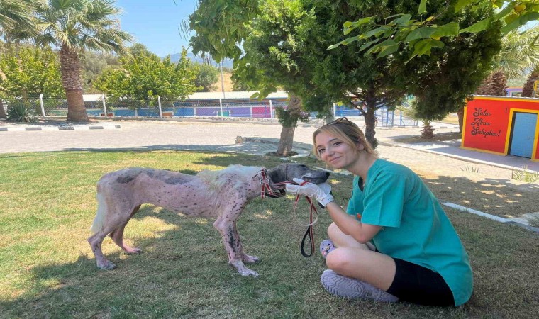 Kuşadasında orman yangınından kurtarılan köpek sağlığına kavuştu