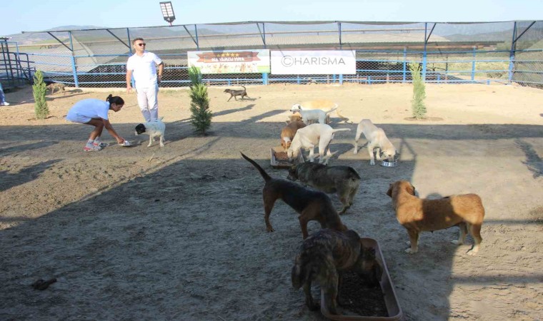 Kuşadasında sokak köpekleri için özel barınak