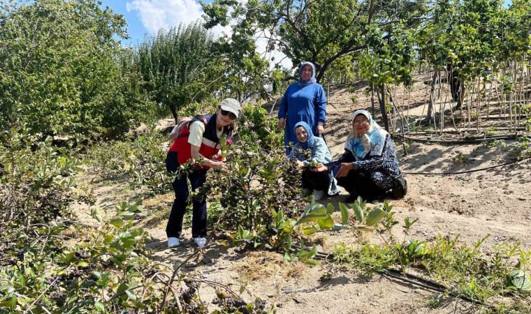 Kütahyada ahududu üreticisi kadınlar Bursa Tarım İşletmesinde