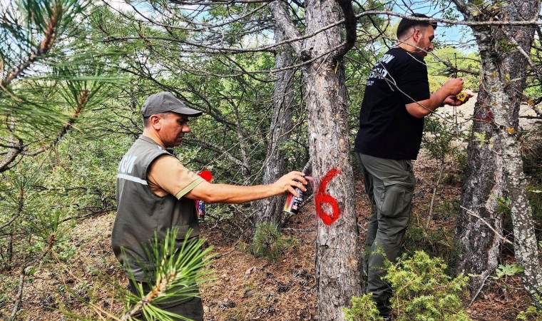 Kütahyada hava kirliliği etkilerinin değerlendirilmesi için ormanlar gözlemleniyor