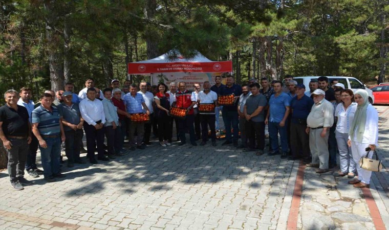 Kuyucakta geçci domates hasat şenliği yapıldı