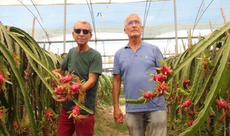 Mersinde tropikal ejder meyvesinde hasat dönemi