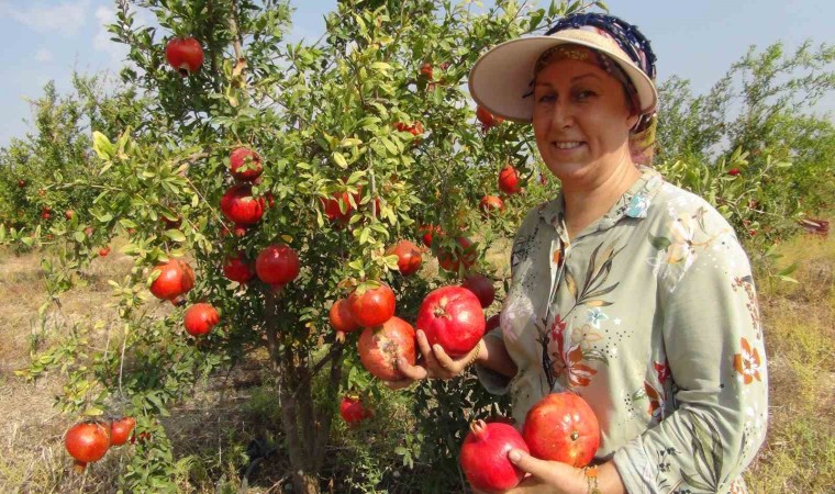 Mersinde yılın ilk erkenci nar hasadı yapıldı