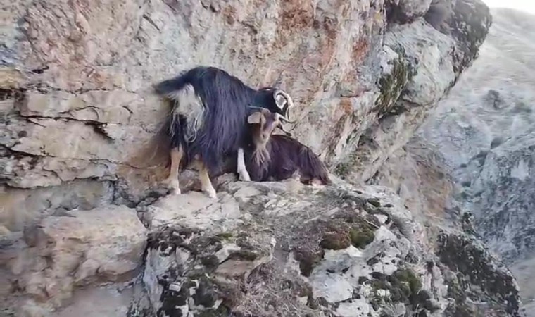 Muşta kayalıkta mahsur kalan keçiler, 4 gündür kurtarılmayı bekliyor