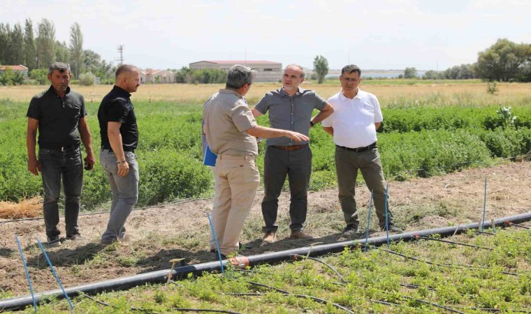 Niğdede ‘İpek ismi verilen yeni yonca çeşidi geliştirildi