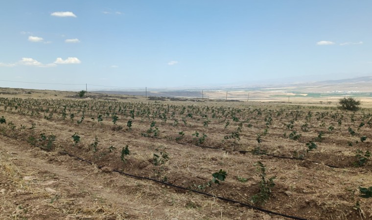 Niğdede Tıbbi Aromatik Bitki Yetiştiriciliği Demonstrasyon Projesi hayata geçiyor