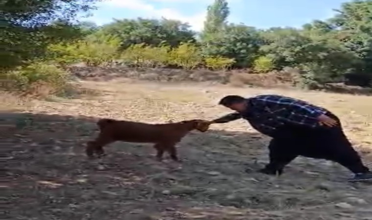 Oğlak ile oyun oynayarak keyifli anlar yaşadı