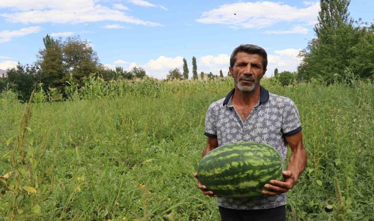 Oltuda yerli üretim karpuz ilgi görüyor