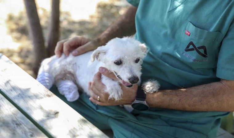 Polis ve itfaiye kurtarmıştı: Ayakları kesilen köpek sağlığına kavuştu