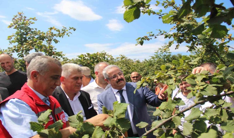 Samsunda fındık hasadı: 114 bin ton rekolte beklentisi