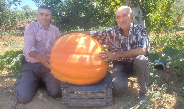 Sarıgölde 70 kilogramlık balkabakları