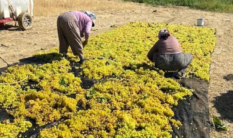 Sarıgölde üzüm kurutma çalışmaları başladı