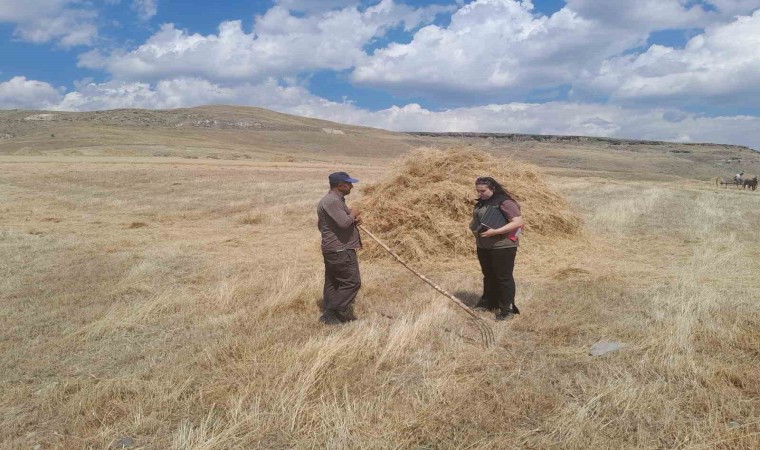 Sarıkamışta hasat vakti, Çiftçiler ektiklerini topluyor