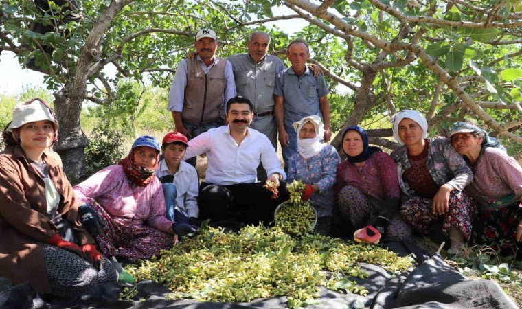 Selendide yeşil altında hasat başladı