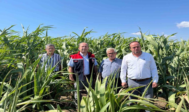 Silajlık Sorgum Projesi: Tekirdağda kuraklığa karşı tarımsal yenilikler incelendi