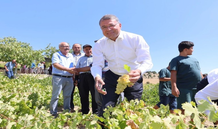 Silifkede sofralık üzüm hasadı başladı