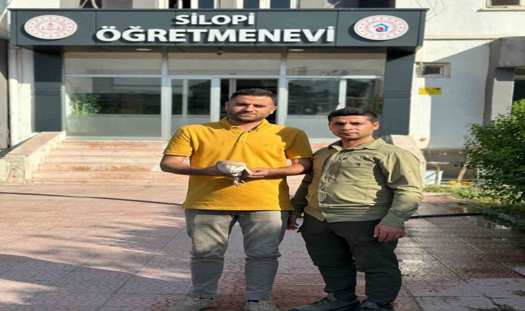 Silopide yaralı bulunan Peçeli baykuş tedavi altına alındı