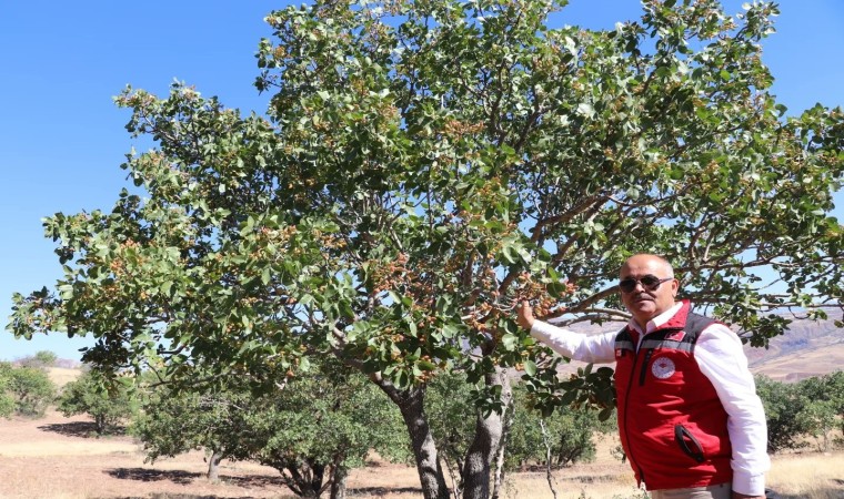 ‘Sivasta yetişmez denilen ürünler meyvelerini verdi, Antep fıstığı Sivası sevdi