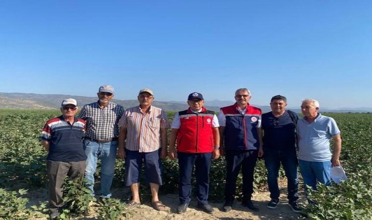 Söke, Aydının pamuk başkenti olmaya devam ediyor