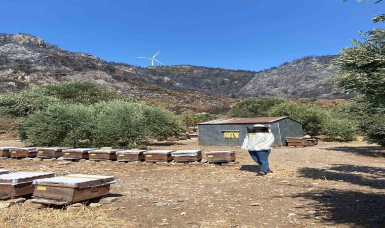 Sökede arı konaklatma yerleri denetimleri sürüyor